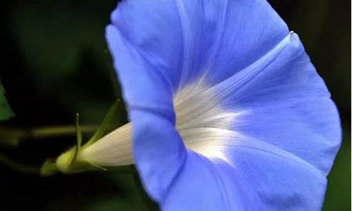 牵牛花花期(牵牛花花期为什么那么短)